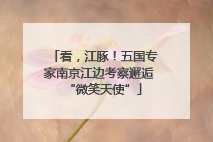 看，江豚！五国专家南京江边考察邂逅“微笑天使”