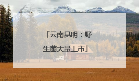 云南昆明：野生菌大量上市