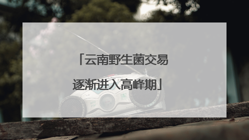云南野生菌交易逐渐进入高峰期