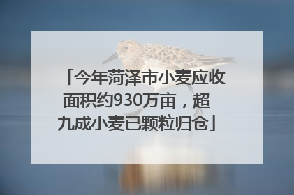 今年菏泽市小麦应收面积约930万亩，超九成小麦已颗粒归仓