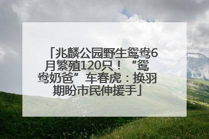 兆麟公园野生鸳鸯6月繁殖120只！“鸳鸯奶爸”车春虎：换羽期盼市民伸援手
