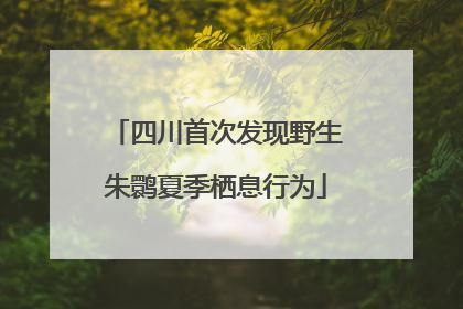 四川首次发现野生朱鹮夏季栖息行为