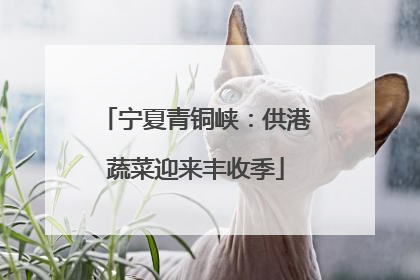 宁夏青铜峡：供港蔬菜迎来丰收季