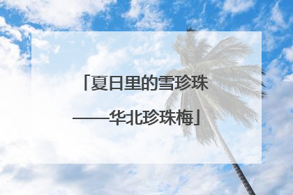 夏日里的雪珍珠——华北珍珠梅