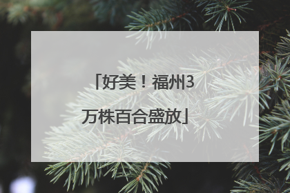 好美！福州3万株百合盛放
