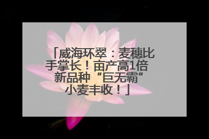 威海环翠：麦穗比手掌长！亩产高1倍 新品种“巨无霸”小麦丰收！