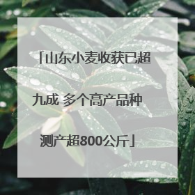 山东小麦收获已超九成 多个高产品种测产超800公斤