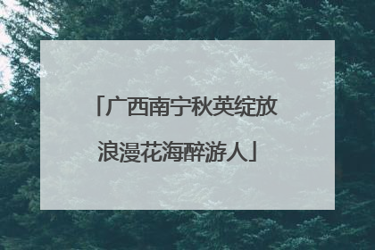 广西南宁秋英绽放 浪漫花海醉游人