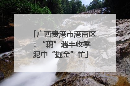广西贵港市港南区：“藕”遇丰收季 泥中“掘金”忙