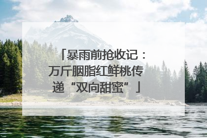 暴雨前抢收记：万斤胭脂红鲜桃传递“双向甜蜜”