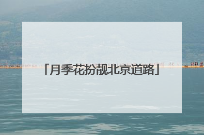 月季花扮靓北京道路