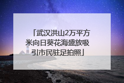 武汉洪山2万平方米向日葵花海盛放吸引市民驻足拍照