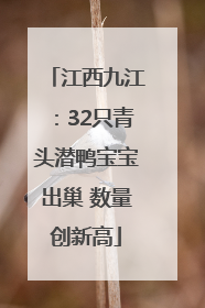 江西九江：32只青头潜鸭宝宝出巢 数量创新高