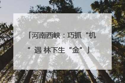 河南西峡：巧抓“机”遇 林下生“金”