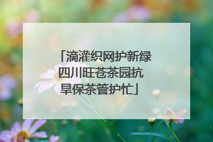 滴灌织网护新绿 四川旺苍茶园抗旱保茶管护忙