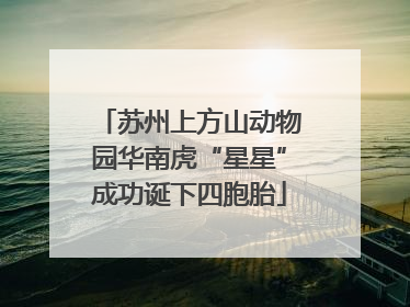 苏州上方山动物园华南虎“星星”成功诞下四胞胎