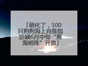 萌化了，100只狗狗海上肖像摄影展6月中旬“黄海明珠”开放