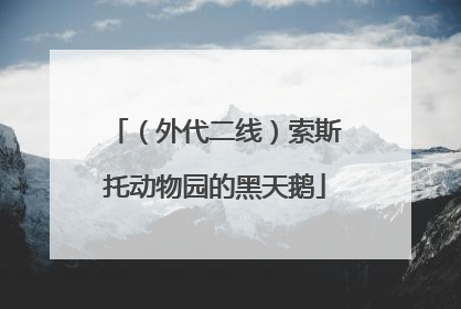 （外代二线）索斯托动物园的黑天鹅