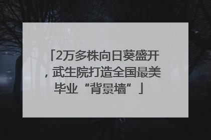 2万多株向日葵盛开，武生院打造全国最美毕业“背景墙”