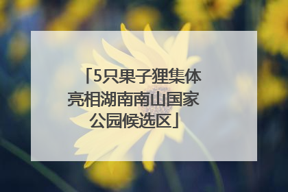 5只果子狸集体亮相湖南南山国家公园候选区